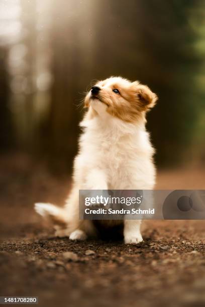 sweet puppy - mojo stock pictures, royalty-free photos & images