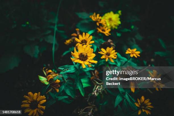 a sun eye (heliopsis) growing in the garden in summer, halle saale, saxony-anhalt, germany - heliopsis stock pictures, royalty-free photos & images