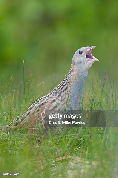 corncrake, cres crex, male calling in machair - corncrake stock pictures, royalty-free photos & images