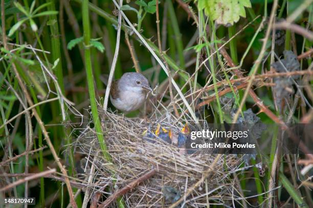 whitethroat, sylvia communis, at nest, norfolk - chick in nest stock pictures, royalty-free photos & images