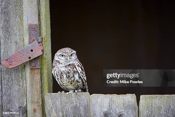 little owl, athene noctua, on barn door, norfolk - little owl stockfoto's en -beelden