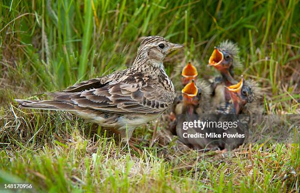 skylark, alauda arvensis, at nest with young, uk - lark stock pictures, royalty-free photos & images