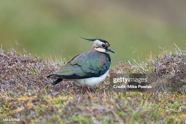 northern lapwing, vanellus vanellus, on moorland - アウターヘブリディーズ ストックフォトと画像