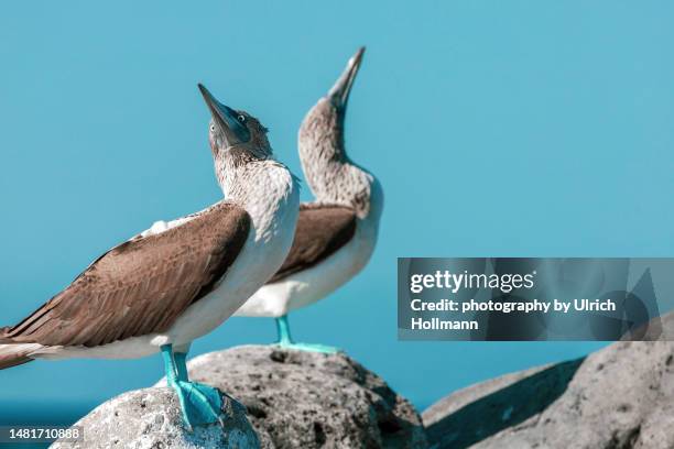 two blue-footed boobies, galapagos islands, ecuador - sulidae stock pictures, royalty-free photos & images