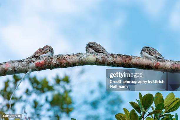 ladder-tailed nightjar, oriente, ecuador - yasuni national park stock pictures, royalty-free photos & images