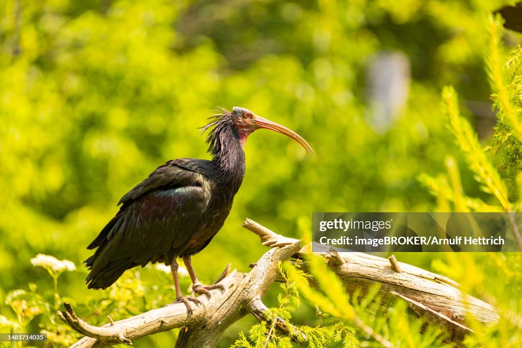 Northern bald ibis (Geronticus eremita) in a wildlife park in southern Germany, captive, Baden-Wuerttemberg, Germany