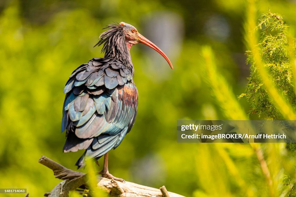Northern bald ibis (Geronticus eremita) in a wildlife park in southern Germany, captive, Baden-Wuerttemberg, Germany