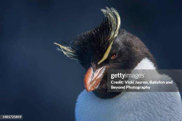 cute look of a rockhopper penguin against blue background at bleaker island - glaring meaning stock pictures, royalty-free photos & images