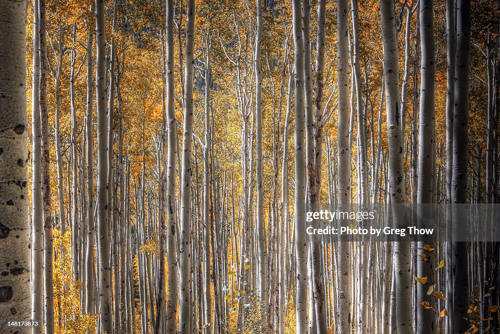 Aspen trees