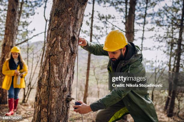 guardaparques midiendo árboles - ingeniero de montes fotografías e imágenes de stock