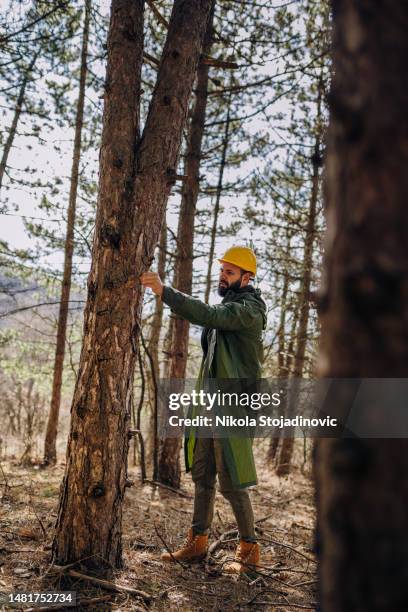 2,688 The Forest Ranger Stock Photos, High-Res Pictures, and Images ...