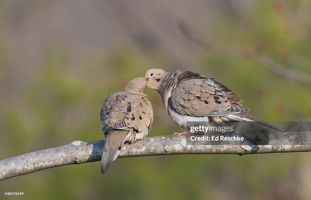 Mourning Doves in Courtship Behavior
