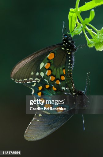 Pipevine Swallowtail Butterflies Mating Pipevine Swallowtail Butterflies Mating