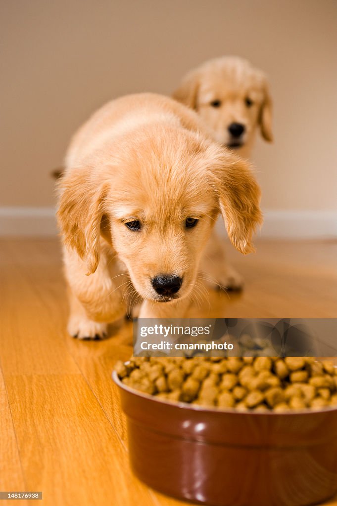 Puppies dinner time