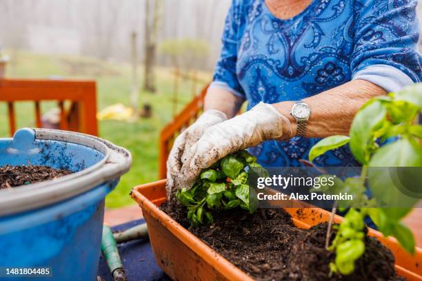 basil planting, close-up with focus on  hands. - side view vegetable garden stock pictures, royalty-free photos & images