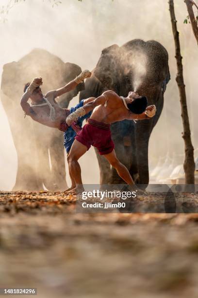 muay thai fighters. thai kick boxing. two male muay thai practitioner demonstrating muaythai techniques and skill during sunset moments with two elephants at the background - boxing sport stock pictures, royalty-free photos & images