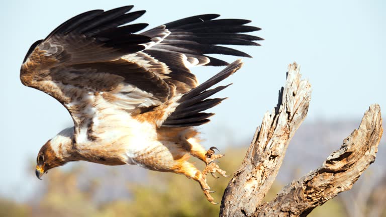 https://media.gettyimages.com/id/1481835381/video/eagle-jumping-from-tree-branch-on-sunny-wildlife-reserve-documentary-footage.jpg?b=1&s=640x640&k=20&c=TC6vce_1TaE3tSyQa5dOI4_TeMZ0QbQjnE2VeXT7qRo=