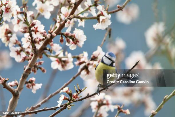 blue tit on the almond tree - almond blossom stock-fotos und bilder