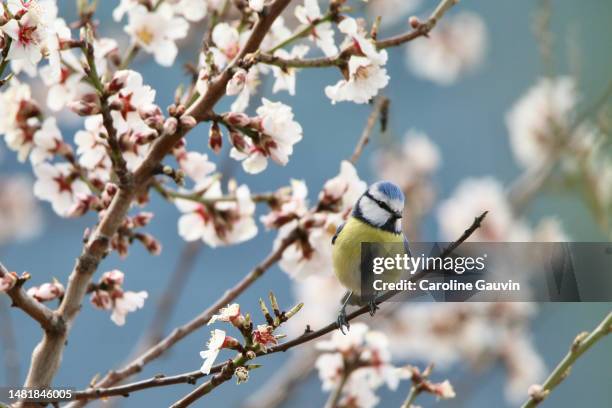 blue tit on the almond tree - caroline bloom stockfoto's en -beelden