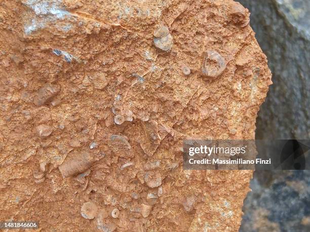 fossil crinoids on the surface of a rock in somerset. - caenorhabditis elegans stock pictures, royalty-free photos & images