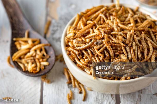edible insects as meat substitute. mealworm - tenebrio molitor. - mealworm stockfoto's en -beelden