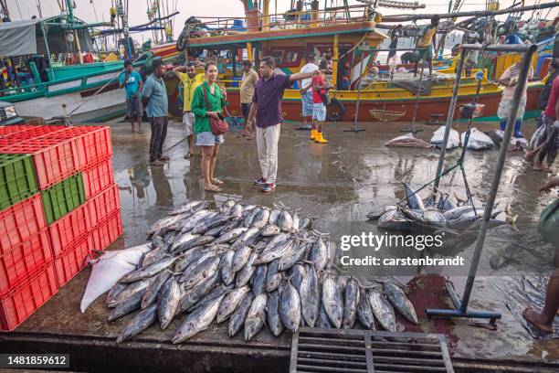 rows of bonito tuna fish at a fish market - skipjack stock pictures, royalty-free photos & images