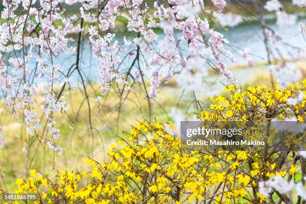 springtime flowers in bloom - forsythia stock-fotos und bilder