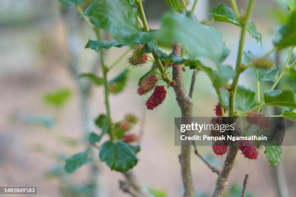 mulberry fruit blooming on tree in garden on blurred of nature background - mulberry bush foto e immagini stock