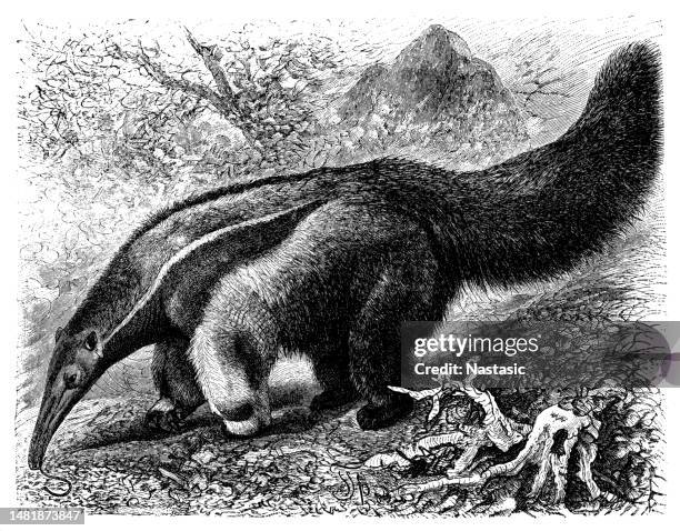 giant anteater (myrmecophaga jubata) - giant anteater tongue stock illustrations