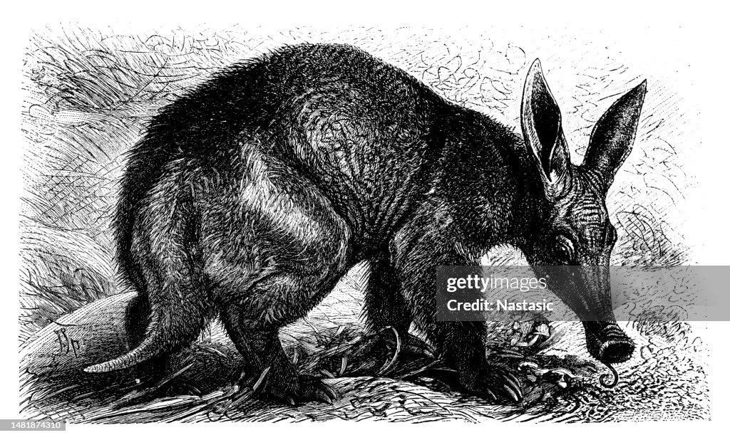 Aardvark (Orycteropus capensis)