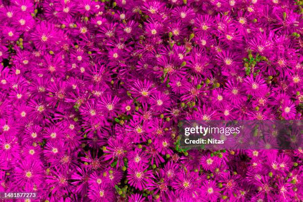 drosanthemum floribundum. schwantes. velo de magdalena. aizoaceae. pink and purple flowers - barrilha imagens e fotografias de stock