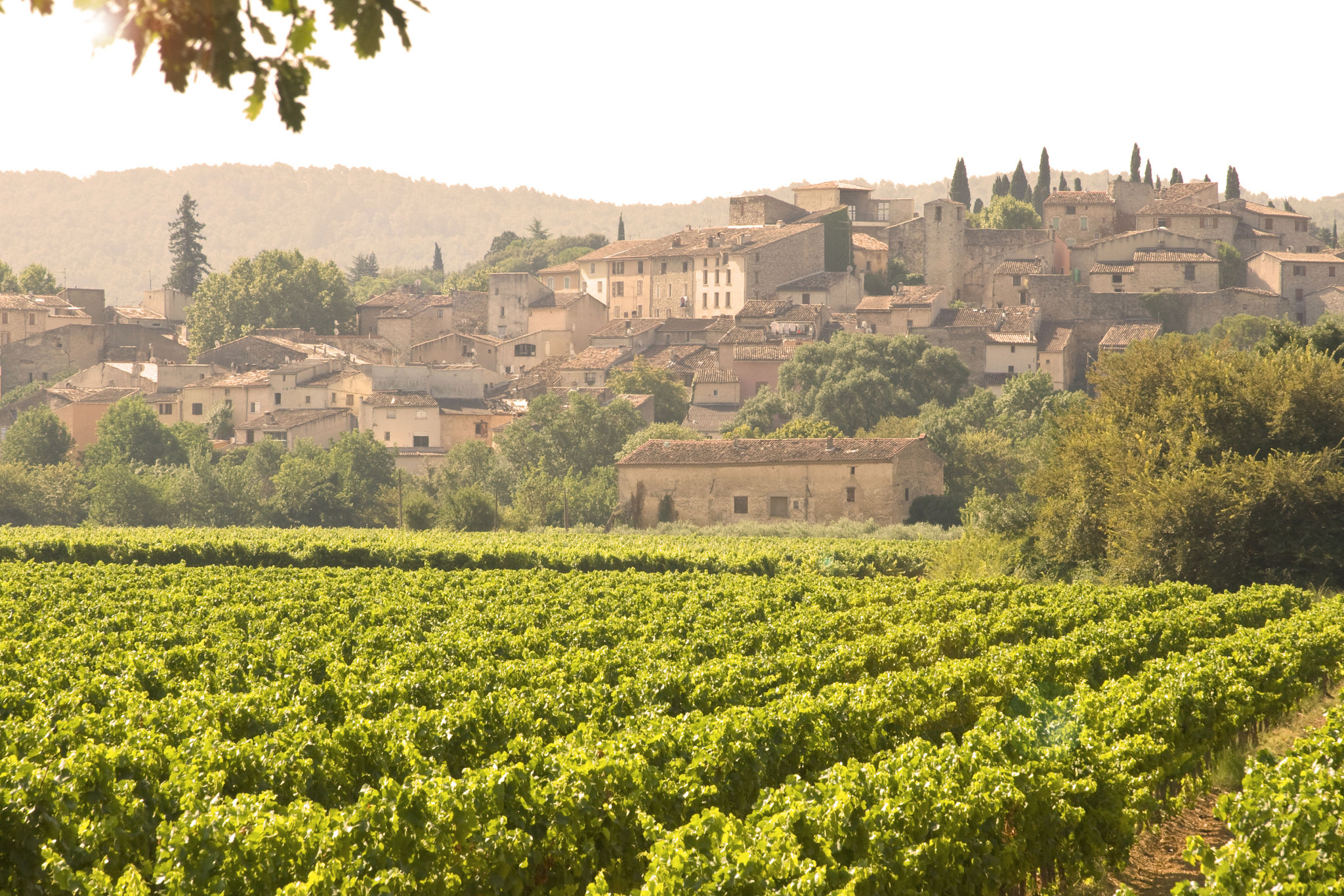 French Village in sunset, with vineyard. French Village in sunset, with vineyard.