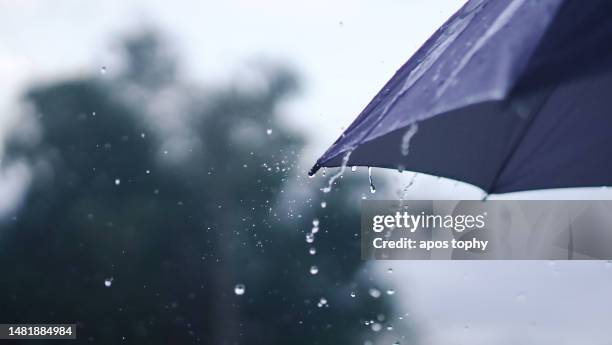 rain falling on the umbrella - paraplu stockfoto's en -beelden