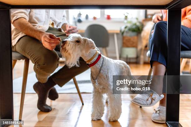 playful dog at home - dog dinner table stock pictures, royalty-free photos & images