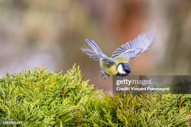 great tit - kohlmeise stock-fotos und bilder