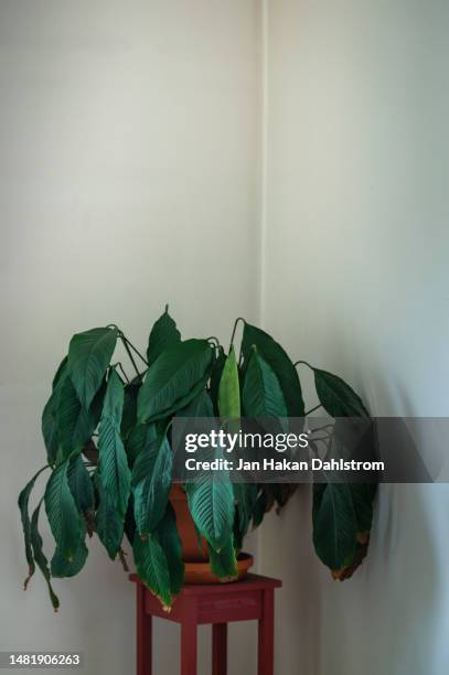 drooping plant - dying houseplant stock pictures, royalty-free photos & images