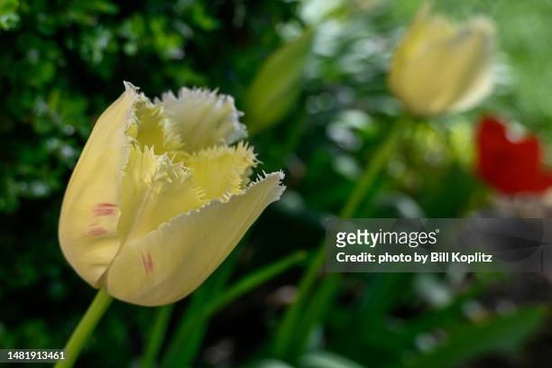 fringed yellow tulip - tulipa fringed beauty stock pictures, royalty-free photos & images