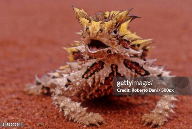 close-up of dried plant on sand,australia - demon lizard stock-fotos und bilder