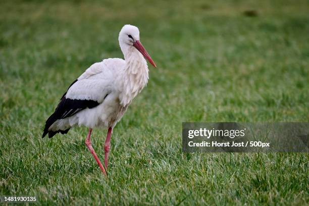 side view of stork perching on grassy field,erlangen,germany - white stork stock pictures, royalty-free photos & images