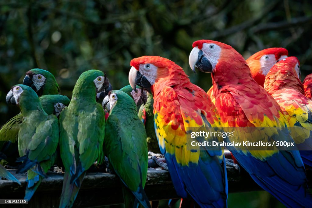 Group of Ara parrots,Red parrot Scarlet Macaw,Ara macao and military macaw ara militaris,Romania