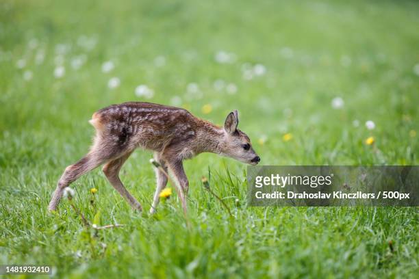 young wild roe deer in grass,capreolus capreolus new born roe deer,wild spring nature,romania - roe deer fotografías e imágenes de stock