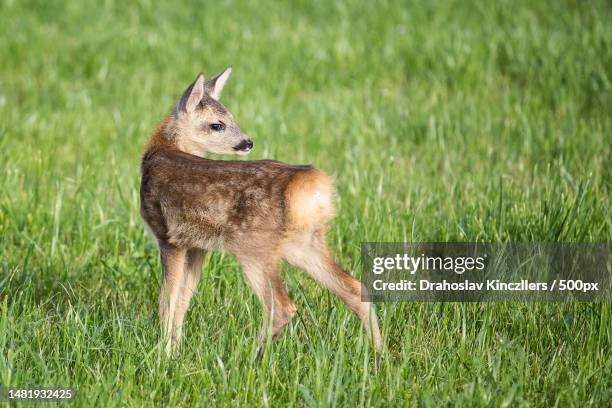 young wild roe deer in grass,capreolus capreolus new born roe deer,wild spring nature,romania - roe deer female stock pictures, royalty-free photos & images