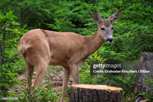 roe deer in forest,capreolus capreolus wild roe deer in nature,romania - roe deer female stock pictures, royalty-free photos & images