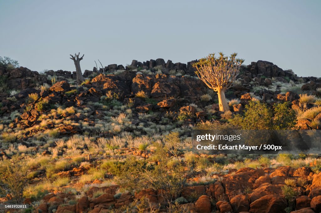 Last sunbeams of the day illuminating quiver tree,Augrabiesvalle,South Africa