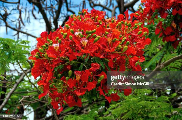 close-up of the red flower cluster on a delonix regia tree (commonly known as flame tree, royal poinciana, flamboyant, flame of the forest, or phoenix flower) - delonix regia stock pictures, royalty-free photos & images