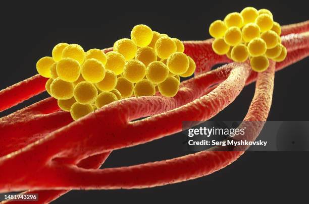 close-up of staphylococcus aureus bacteria inside the human body on a black background. - micrococco foto e immagini stock