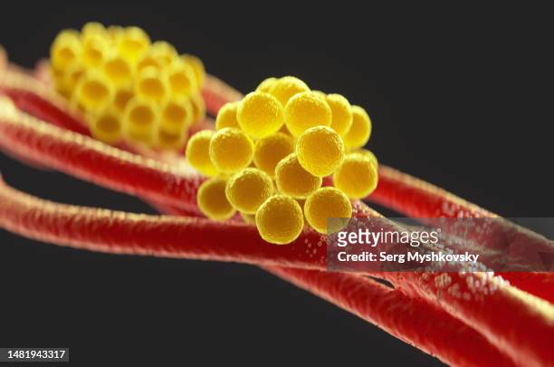 close-up of staphylococcus aureus bacteria inside the human body on a black background. - micrococcus stock-fotos und bilder