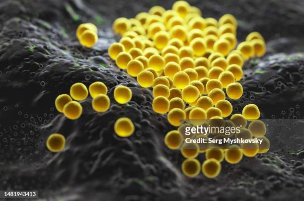 close-up of staphylococcus aureus bacteria on the surface of body tissues. - fournier gangrene fotografías e imágenes de stock