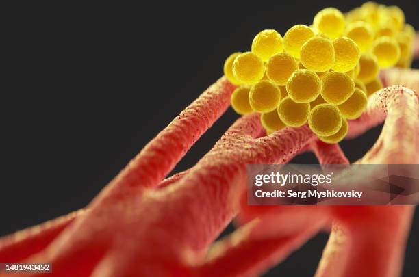 close-up of staphylococcus aureus bacteria inside the human body on a black background. - micrococco foto e immagini stock