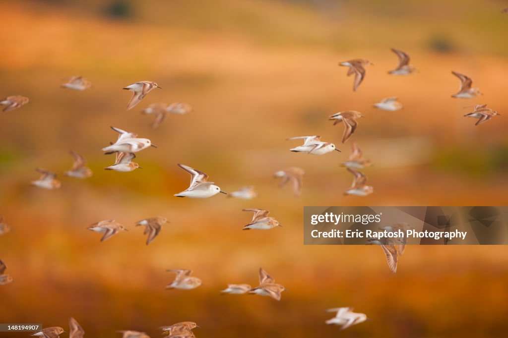 Flock of sanderlings flying through the air